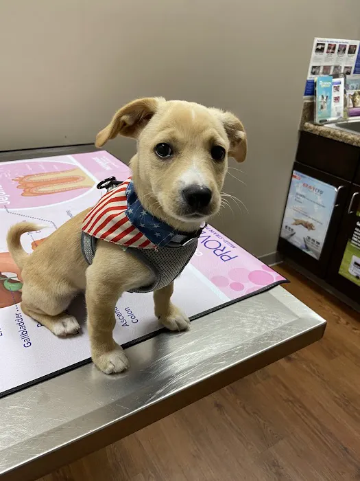 Mirror Lake Animal Hospital Picture 4