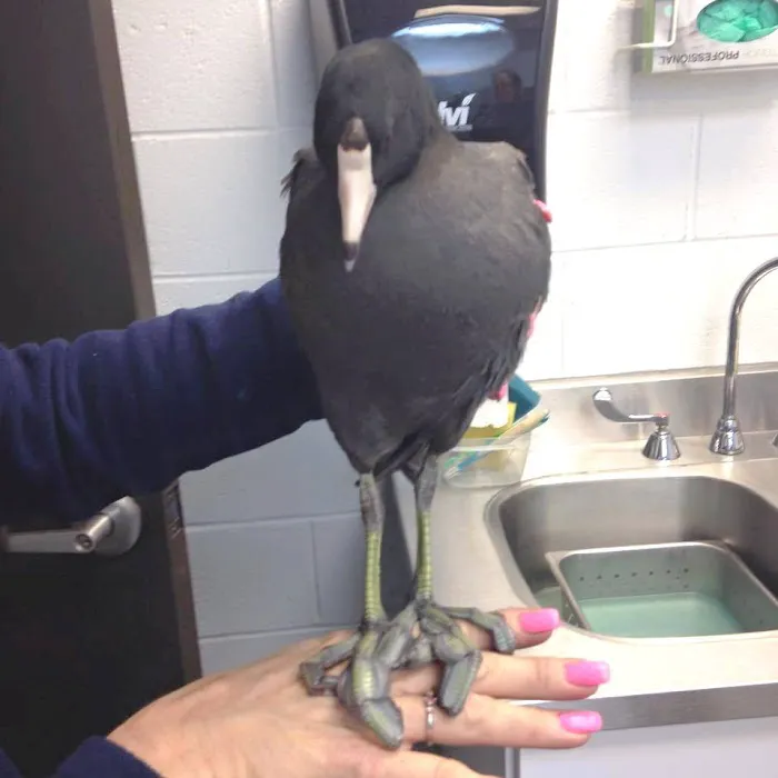 Atlanta West Veterinary Hospital Picture 2