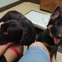 Douglas Oaks Animal Hospital ico