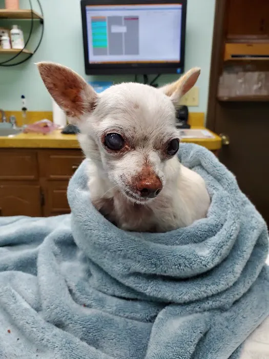 Douglas Oaks Animal Hospital Picture 4