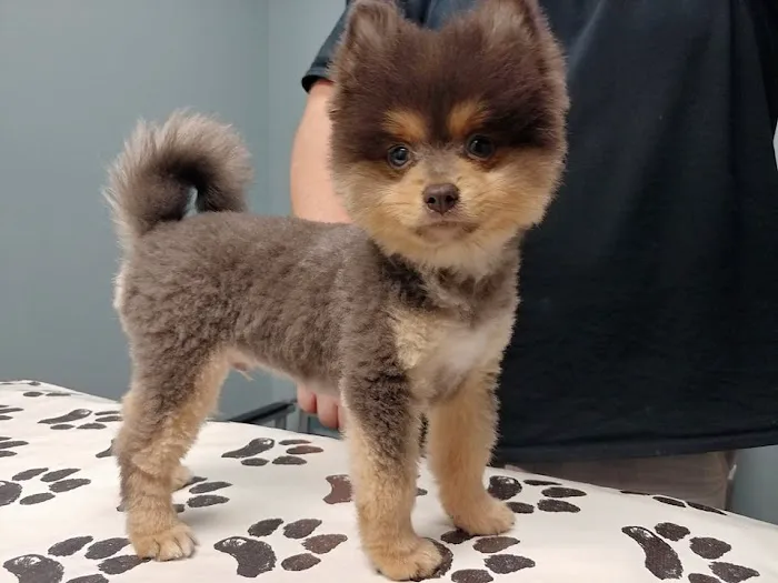 Douglas Oaks Animal Hospital Picture 10
