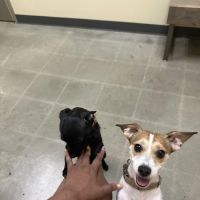 Vetco Total Care Animal Hospital ico