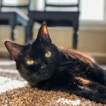 Heartstrings Pet Hospice, In-Home Euthanasia & Cremation- Atlanta