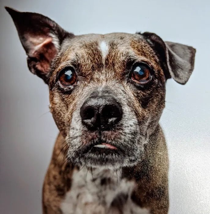 Heartstrings Pet Hospice, In-Home Euthanasia & Cremation- Atlanta Picture 3