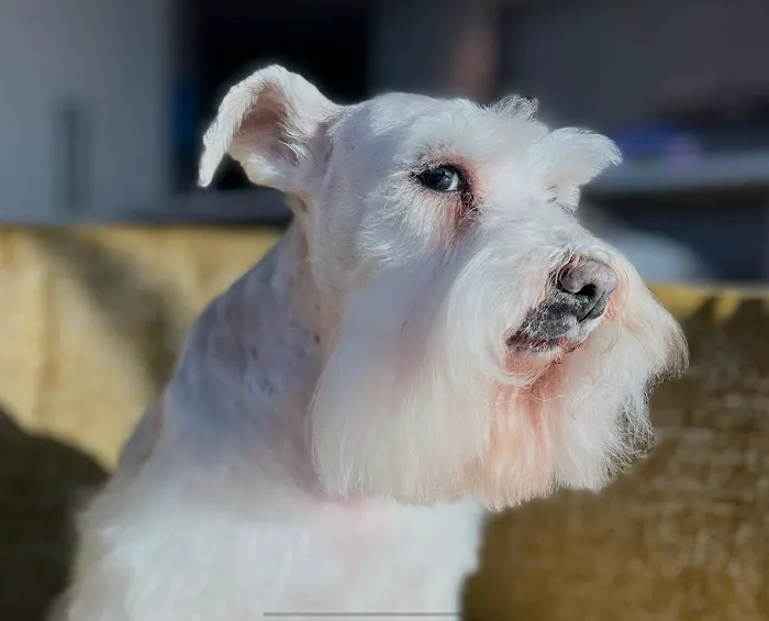 Heartstrings Pet Hospice, In-Home Euthanasia & Cremation- Atlanta Picture 4