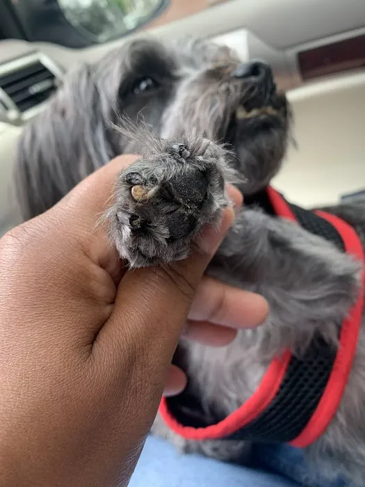 Inman Park Animal Hospital Picture 2