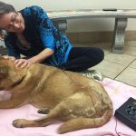 Inman Park Animal Hospital