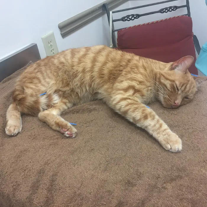 Inman Park Animal Hospital Picture 10