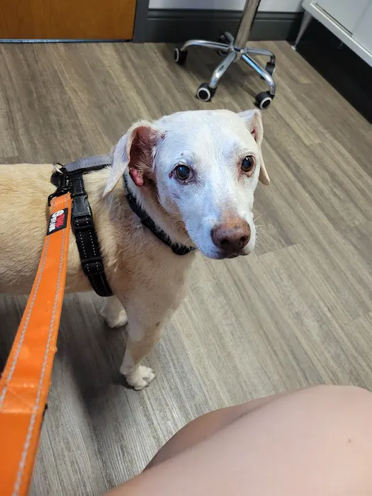 Common Companion Vet Co. Picture 2