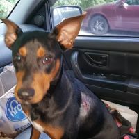 Columbia Belvedere Animal Hospital ico