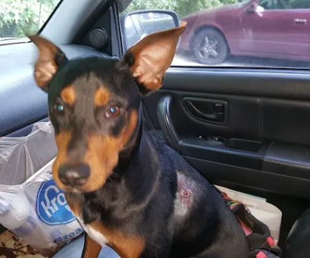 Columbia Belvedere Animal Hospital