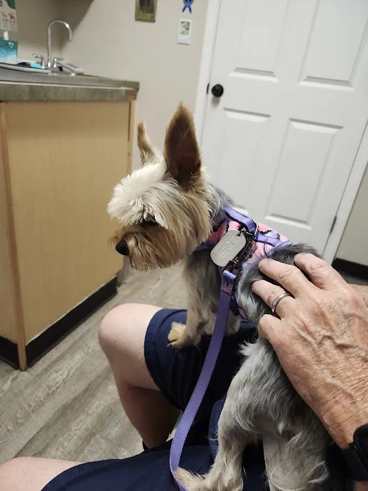 Animal Hospital of South Carolina Picture 3