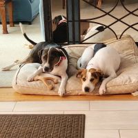 Animal Hospital of South Carolina ico