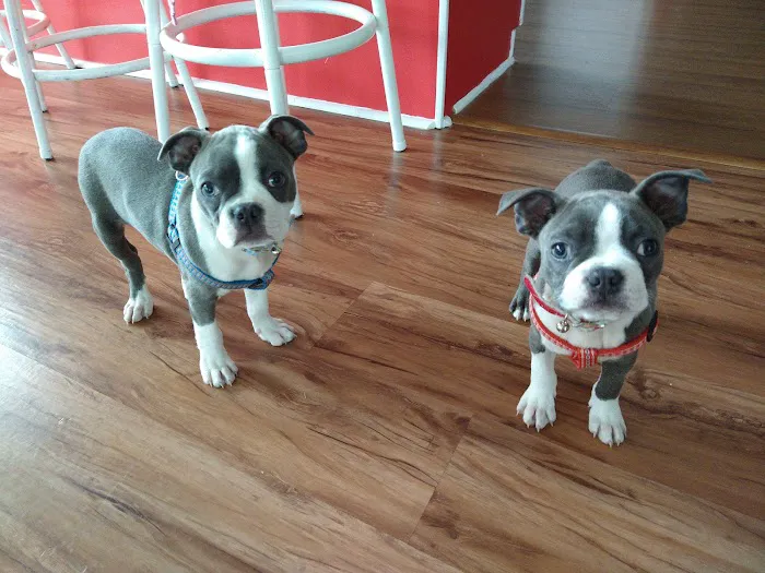 Animal Hospital of South Carolina Picture 6