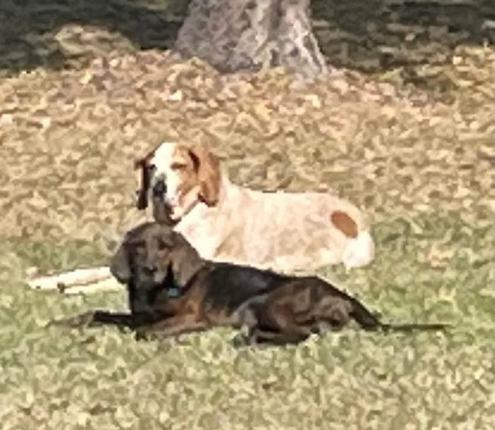 McNeal Veterinary Picture 1