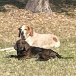 McNeal Veterinary