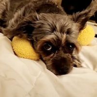 Pawleys Veterinary Hospital ico