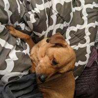 Ashland Animal Clinic ico