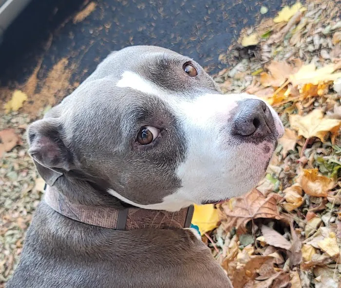 Ashland Animal Clinic Picture 4