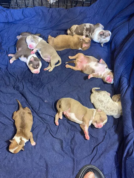 Academy Animal Hospital Picture 2