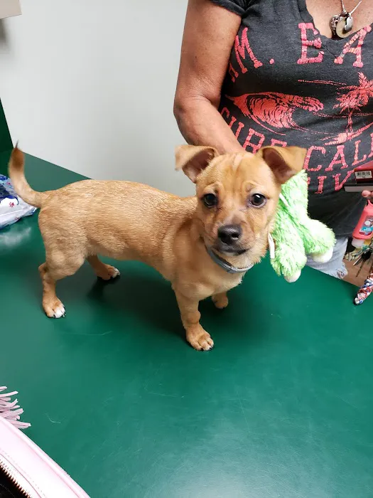 Academy Animal Hospital Picture 6