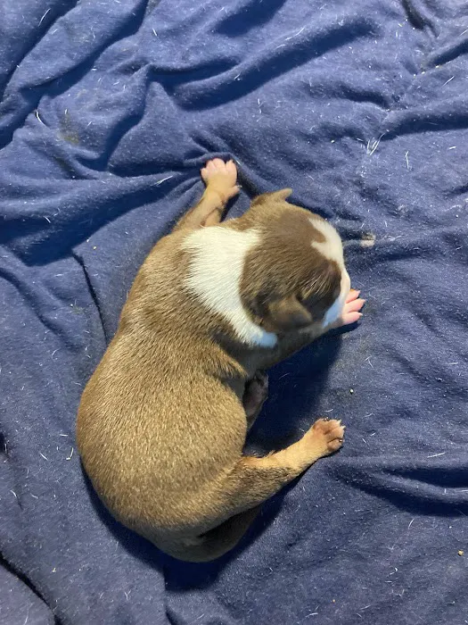 Academy Animal Hospital Picture 10
