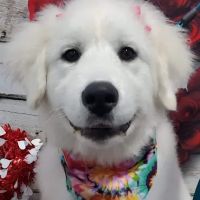 Bellefonte Animal Clinic ico