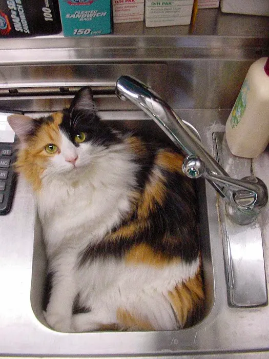 Bellefonte Animal Clinic Picture 4