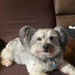 Cannonsburg Companion Animal Care