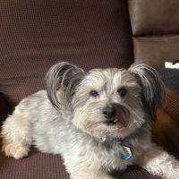 Cannonsburg Companion Animal Care ico