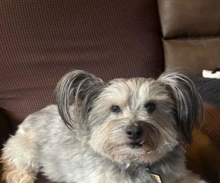 Cannonsburg Companion Animal Care