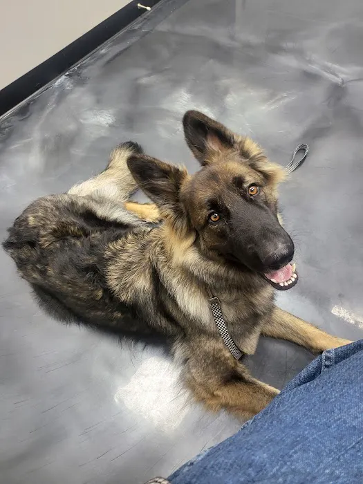Cannonsburg Companion Animal Care Picture 5