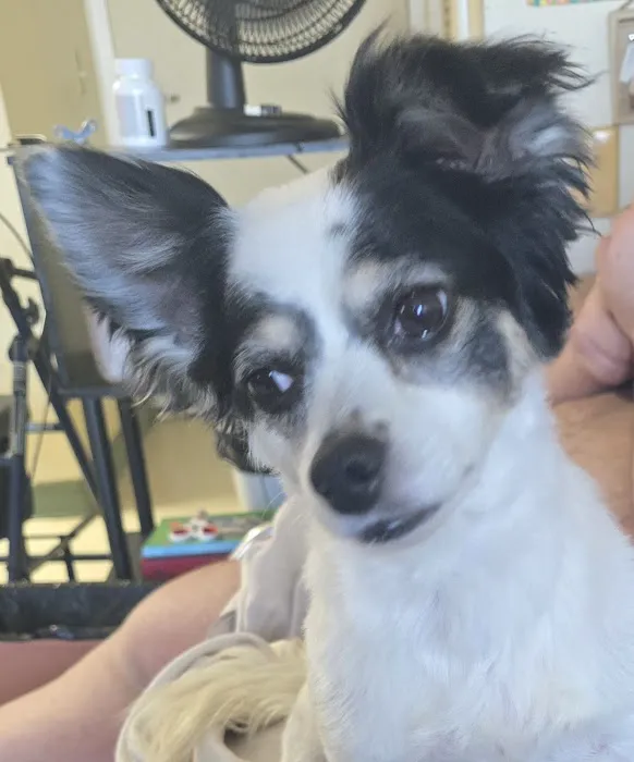 Cannonsburg Companion Animal Care Picture 7