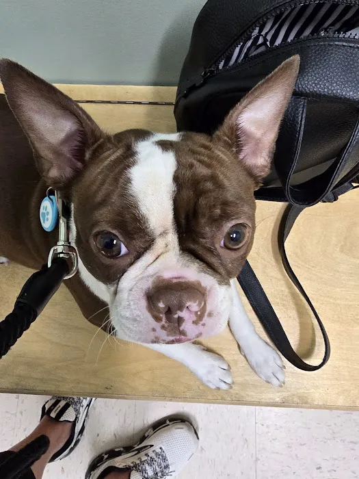 All About Animals Veterinary Clinic Picture 1