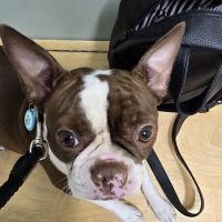 All About Animals Veterinary Clinic ico