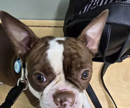 All About Animals Veterinary Clinic