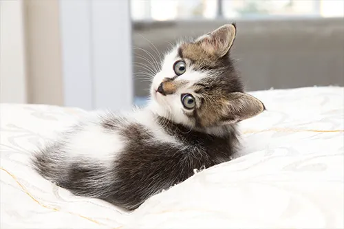 All About Animals Veterinary Clinic Picture 9