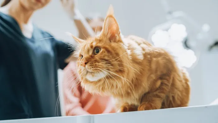 All About Animals Veterinary Clinic Picture 7