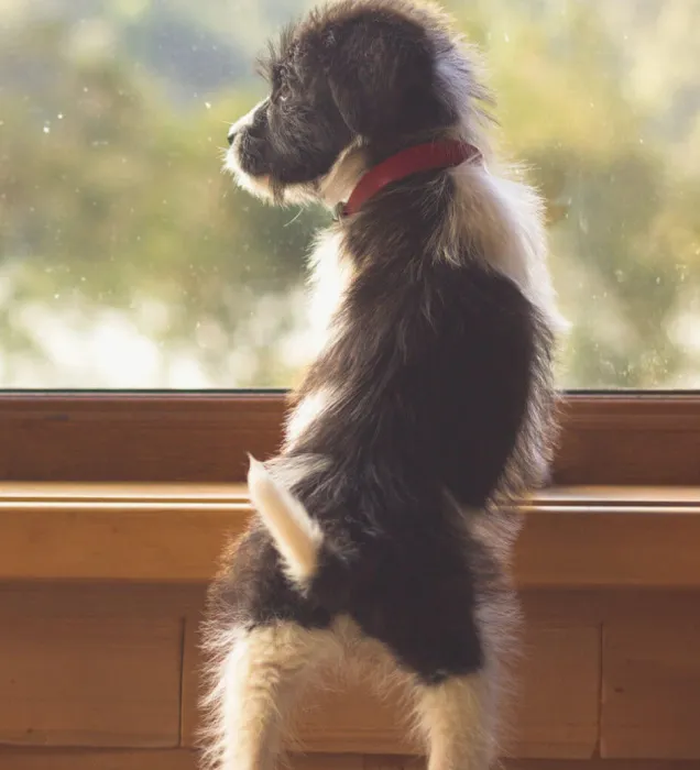 All About Animals Veterinary Clinic Picture 10