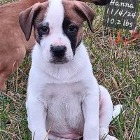 Guardian Animal Medical Center ico