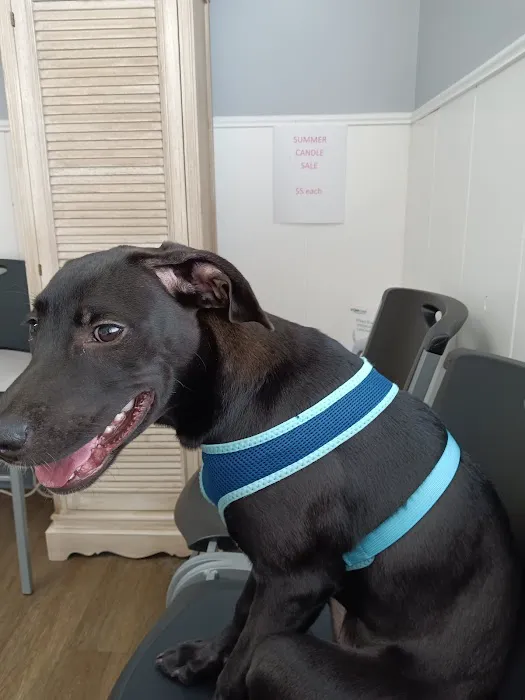 Colonial Animal Clinic Picture 1