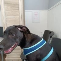 Colonial Animal Clinic ico