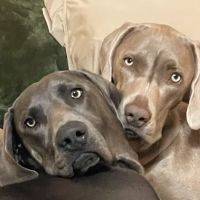 Limestone Creek Animal Clinic ico