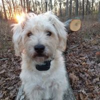 Murrayville Mixed Animal Clinic ico