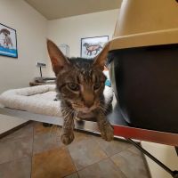 DeWitt Pet Hospital ico