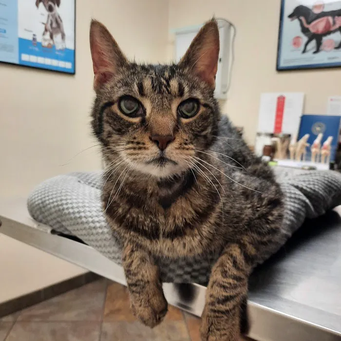 DeWitt Pet Hospital Picture 5