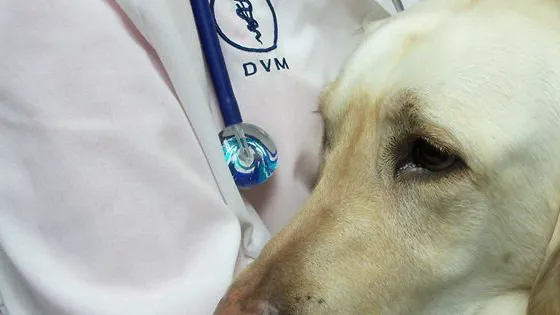 Scott County Animal Hospital Picture 3