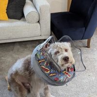 Maplewood Veterinary Center ico