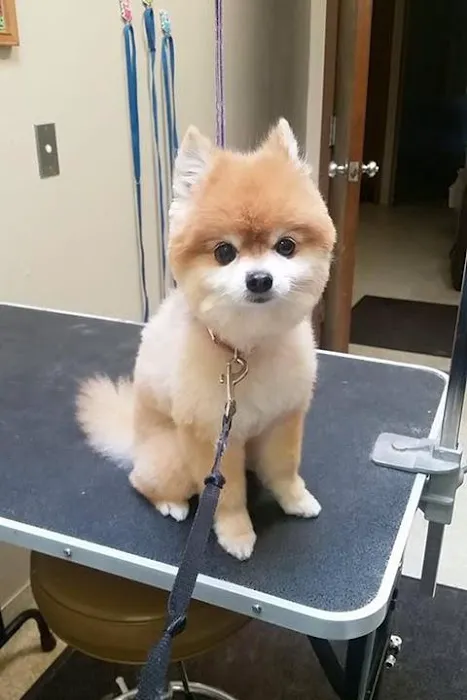 Eldridge Veterinary Clinic P.C. Picture 2