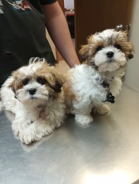 Eldridge Veterinary Clinic P.C. Picture 5